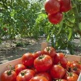 Vreća paradajza: recenzije, fotografije, prinos